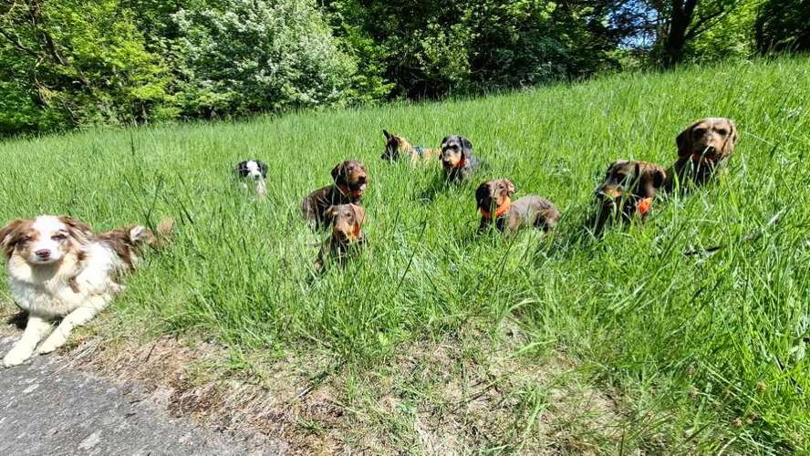 Hundeauslaufgebiet-Hunderunde Eisenach-Bild