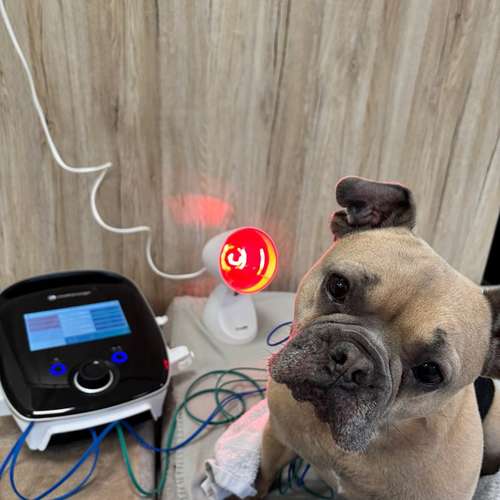 Hundeauslaufgebiet-Pottpfoten Tierphysiotherapie-Bild