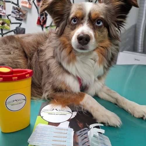 Hundeauslaufgebiet-Pottpfoten Tierphysiotherapie-Bild