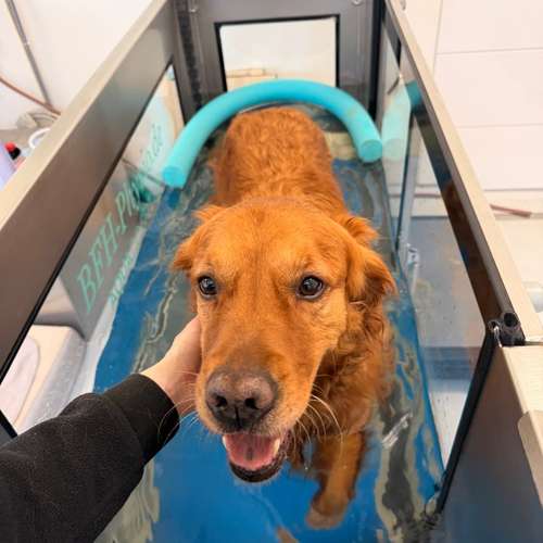 Hundeauslaufgebiet-Pottpfoten Tierphysiotherapie-Bild