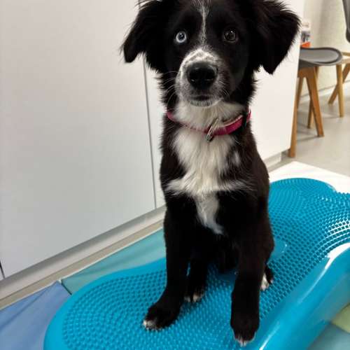 Hundeauslaufgebiet-Pottpfoten Tierphysiotherapie-Bild