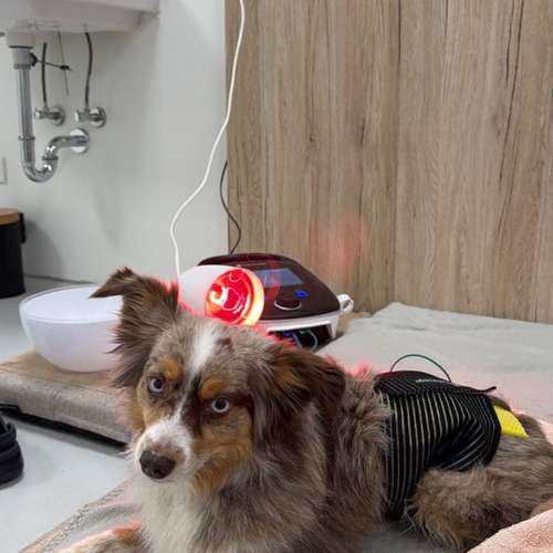 Hundeauslaufgebiet-Pottpfoten Tierphysiotherapie-Bild