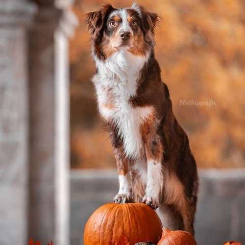 Hundeauslaufgebiet-Slothygrafie-Bild