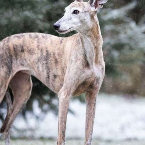 Hundeauslaufgebiet-Slothygrafie-Bild