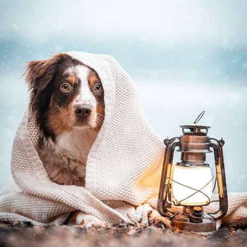 Hundeauslaufgebiet-Slothygrafie-Bild