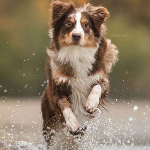 Hundeauslaufgebiet-Slothygrafie-Bild