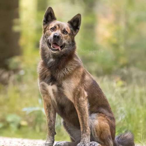 Hundeauslaufgebiet-Slothygrafie-Bild