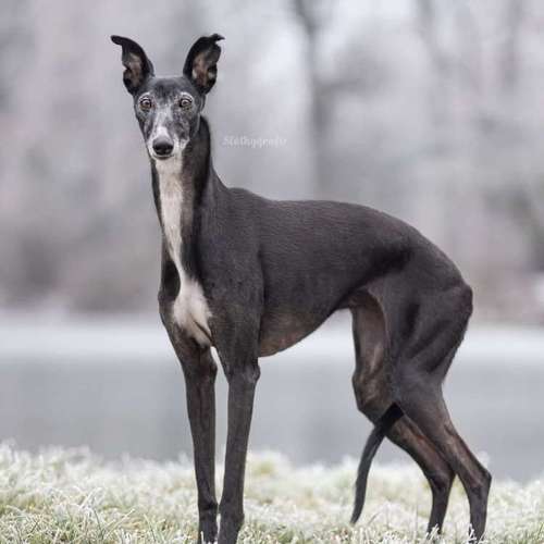 Hundeauslaufgebiet-Slothygrafie-Bild