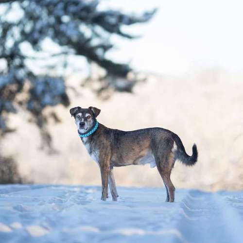 Hundeauslaufgebiet-Slothygrafie-Bild