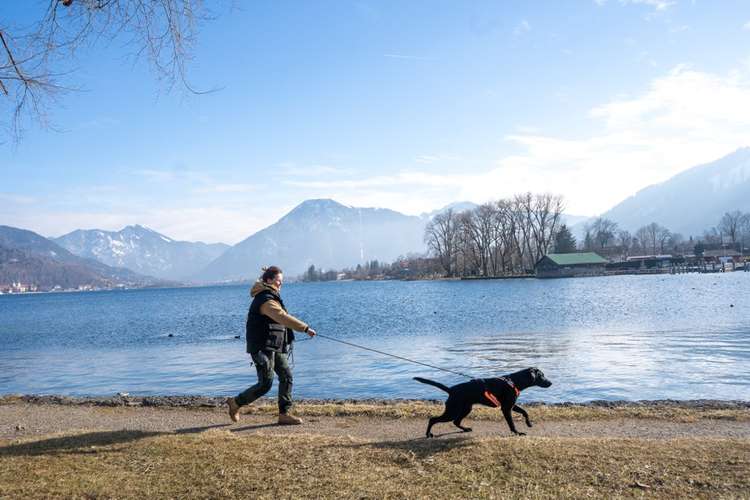 Hundeauslaufgebiet-Talenthund-Bild