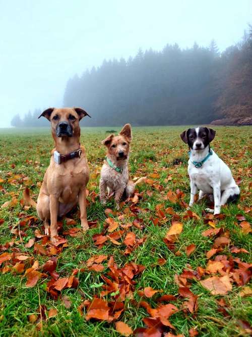 Hundeauslaufgebiet-Rudelperspektive-Bild