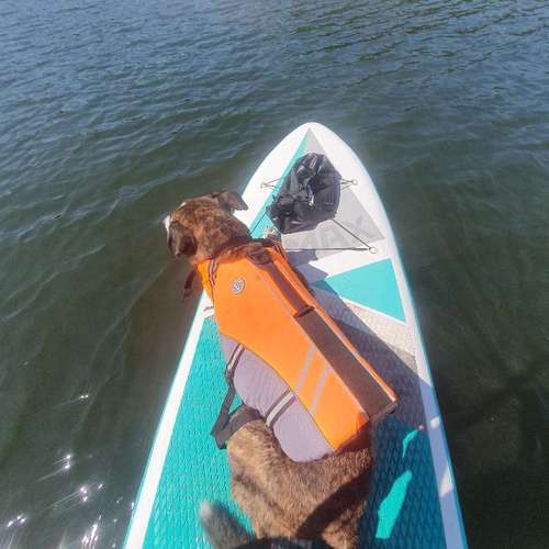 Hundeauslaufgebiet-Fuẞ & Pfoten Fit by Michaela Müller -Bild