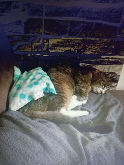 Hundeauslaufgebiet-Fuẞ & Pfoten Fit by Michaela Müller -Bild