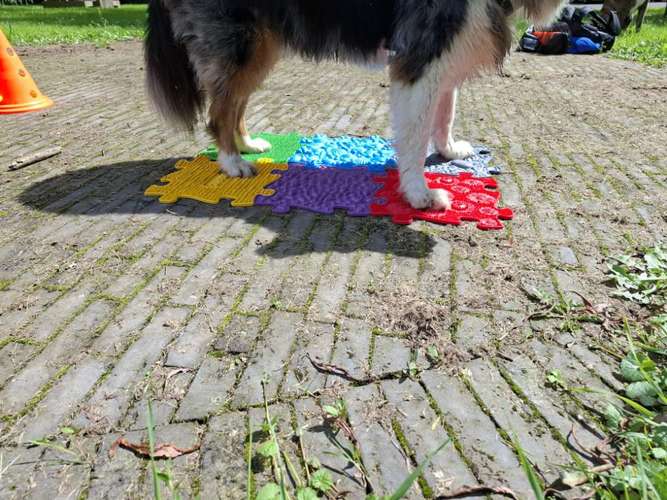 Hundeauslaufgebiet-Fuẞ & Pfoten Fit by Michaela Müller -Bild