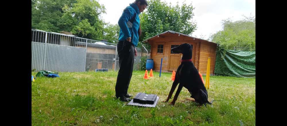 Hundeauslaufgebiet-Fuẞ & Pfoten Fit by Michaela Müller -Bild