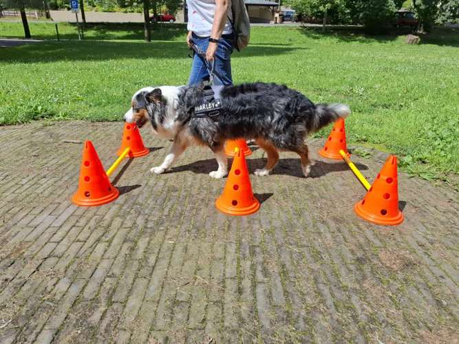 Hundeauslaufgebiet-Fuẞ & Pfoten Fit by Michaela Müller -Bild