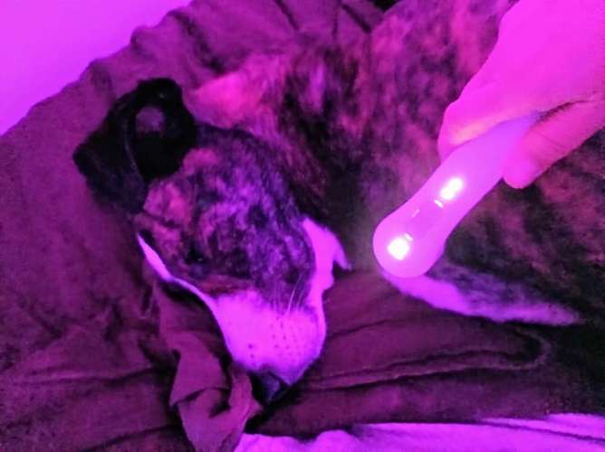 Hundeauslaufgebiet-Fuẞ & Pfoten Fit by Michaela Müller -Bild