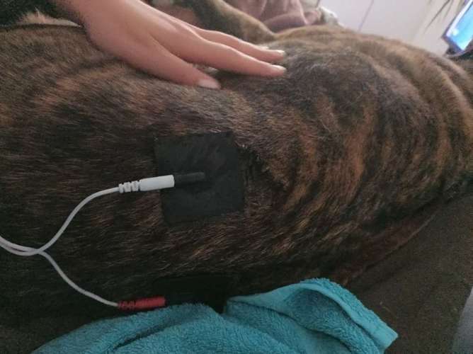 Hundeauslaufgebiet-Fuẞ & Pfoten Fit by Michaela Müller -Bild