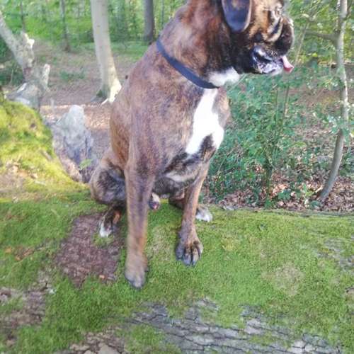 Hundeauslaufgebiet-Fuẞ & Pfoten Fit by Michaela Müller -Bild