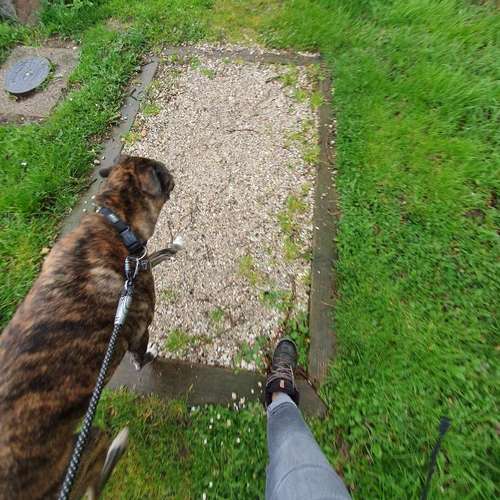 Hundeauslaufgebiet-Fuẞ & Pfoten Fit by Michaela Müller -Bild