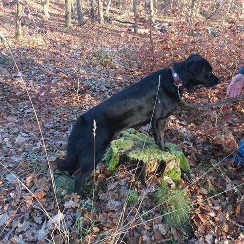 Hundeauslaufgebiet-Fuẞ & Pfoten Fit by Michaela Müller -Bild