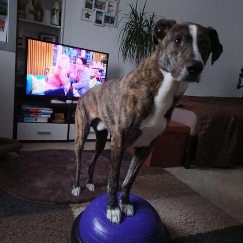 Hundeauslaufgebiet-Fuẞ & Pfoten Fit by Michaela Müller -Bild