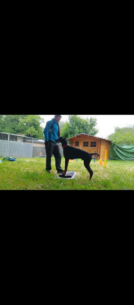 Hundeauslaufgebiet-Fuẞ & Pfoten Fit by Michaela Müller -Bild