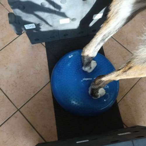 Hundeauslaufgebiet-Fuẞ & Pfoten Fit by Michaela Müller -Bild