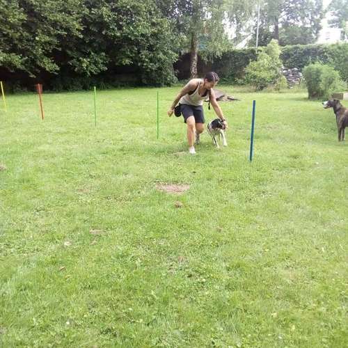 Hundeauslaufgebiet-Fuẞ & Pfoten Fit by Michaela Müller -Bild