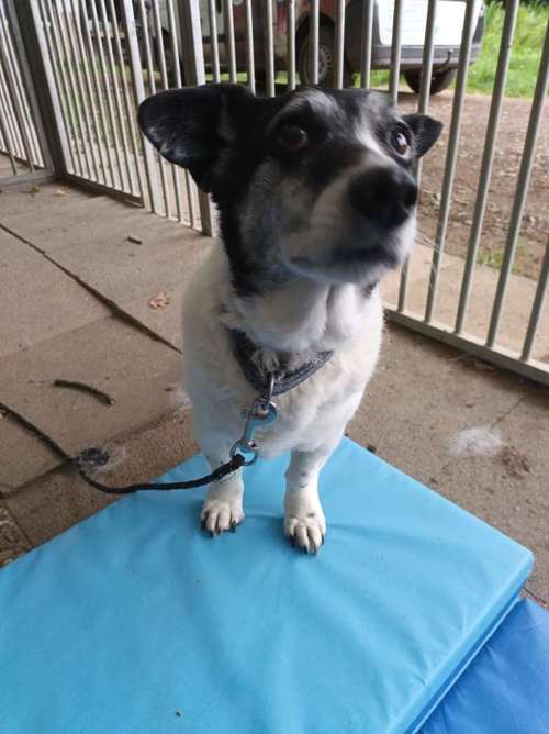 Hundeauslaufgebiet-Fuẞ & Pfoten Fit by Michaela Müller -Bild