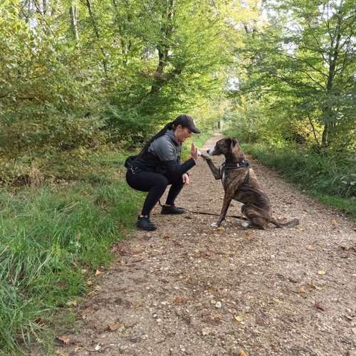 Hundeauslaufgebiet-Fuẞ & Pfoten Fit by Michaela Müller -Bild