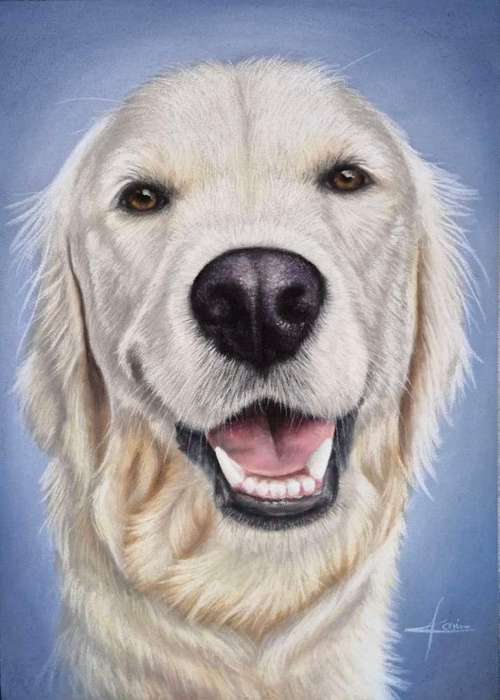 Hundeauslaufgebiet-Tierportraits & Tierkunst - Karina Kraus-Bild