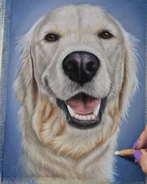 Hundeauslaufgebiet-Tierportraits & Tierkunst - Karina Kraus-Bild