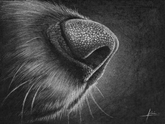 Hundeauslaufgebiet-Tierportraits & Tierkunst - Karina Kraus-Bild