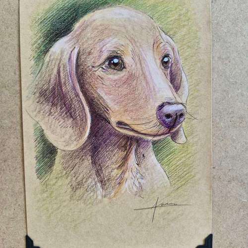 Hundeauslaufgebiet-Tierportraits & Tierkunst - Karina Kraus-Bild