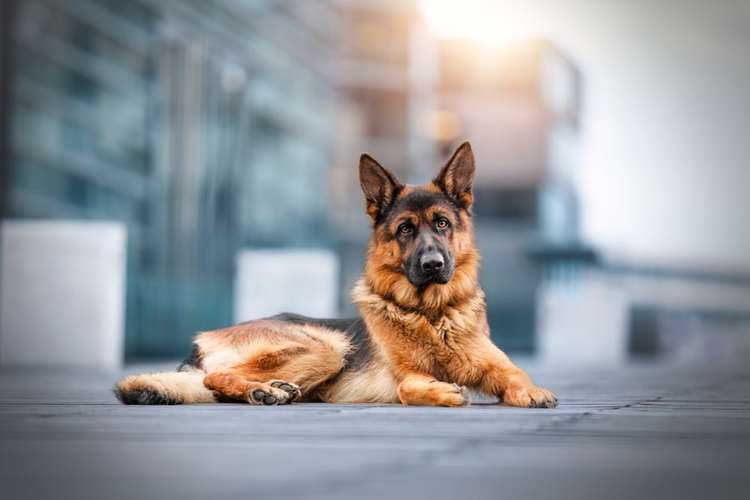 Hundeauslaufgebiet-Marielle Kraul Fotografie -Bild