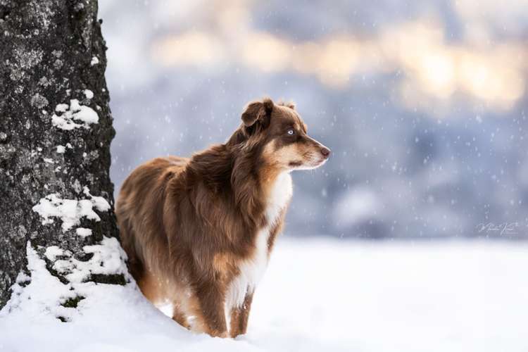 Hundeauslaufgebiet-Marielle Kraul Fotografie -Bild