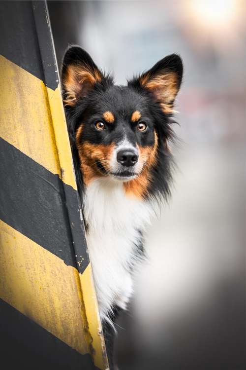 Hundeauslaufgebiet-Marielle Kraul Fotografie -Bild