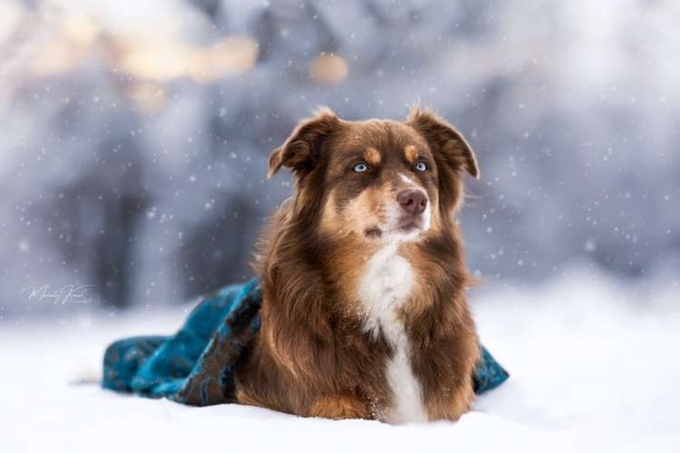 Hundeauslaufgebiet-Marielle Kraul Fotografie -Bild