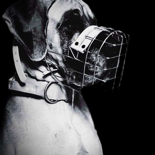 Hundeauslaufgebiet-Verhaltenswerkstatt Hund Hundetraining & Verhaltenstherapie / Fachberatung Aggression-Bild