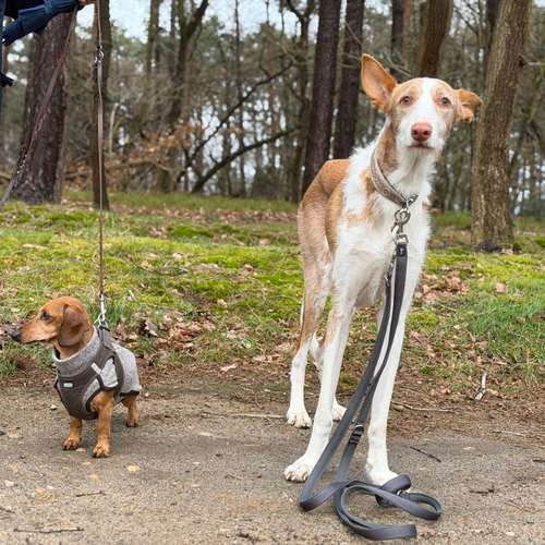 Hundeauslaufgebiet-Verhaltenswerkstatt Hund Hundetraining & Verhaltenstherapie / Fachberatung Aggression-Bild