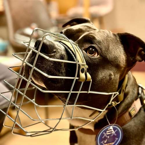 Hundeauslaufgebiet-Verhaltenswerkstatt Hund Hundetraining & Verhaltenstherapie / Fachberatung Aggression-Bild