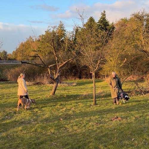 Hundeauslaufgebiet-Verhaltenswerkstatt Hund Hundetraining & Verhaltenstherapie / Fachberatung Aggression-Bild