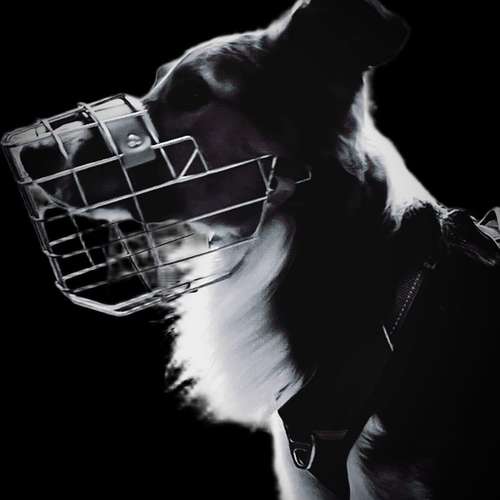 Hundeauslaufgebiet-Verhaltenswerkstatt Hund Hundetraining & Verhaltenstherapie / Fachberatung Aggression-Bild