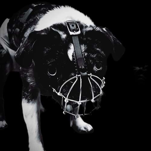 Hundeauslaufgebiet-Verhaltenswerkstatt Hund Hundetraining & Verhaltenstherapie / Fachberatung Aggression-Bild