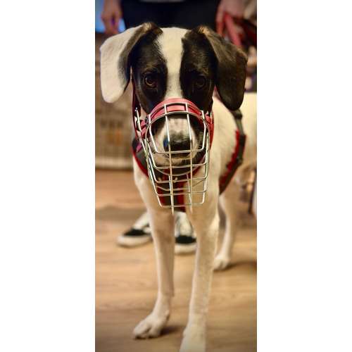Hundeauslaufgebiet-Verhaltenswerkstatt Hund Hundetraining & Verhaltenstherapie / Fachberatung Aggression-Bild