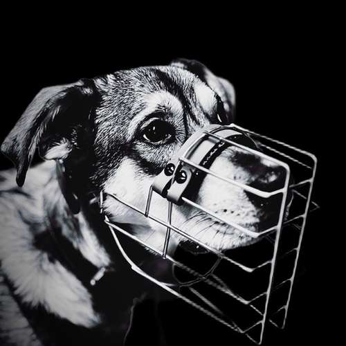 Hundeauslaufgebiet-Verhaltenswerkstatt Hund Hundetraining & Verhaltenstherapie / Fachberatung Aggression-Bild