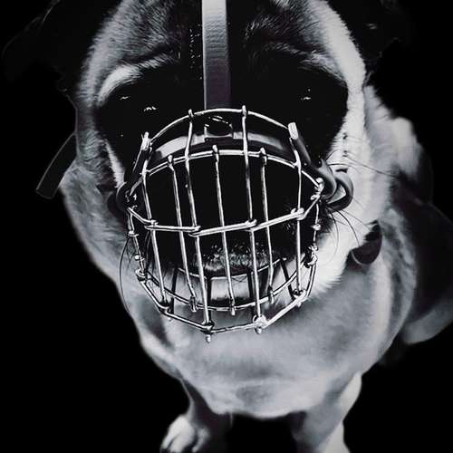 Hundeauslaufgebiet-Verhaltenswerkstatt Hund Hundetraining & Verhaltenstherapie / Fachberatung Aggression-Bild