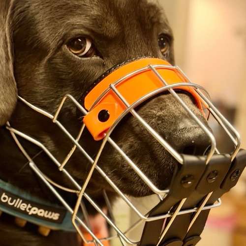 Hundeauslaufgebiet-Verhaltenswerkstatt Hund Hundetraining & Verhaltenstherapie / Fachberatung Aggression-Bild