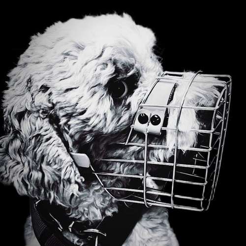 Hundeauslaufgebiet-Verhaltenswerkstatt Hund Hundetraining & Verhaltenstherapie / Fachberatung Aggression-Bild